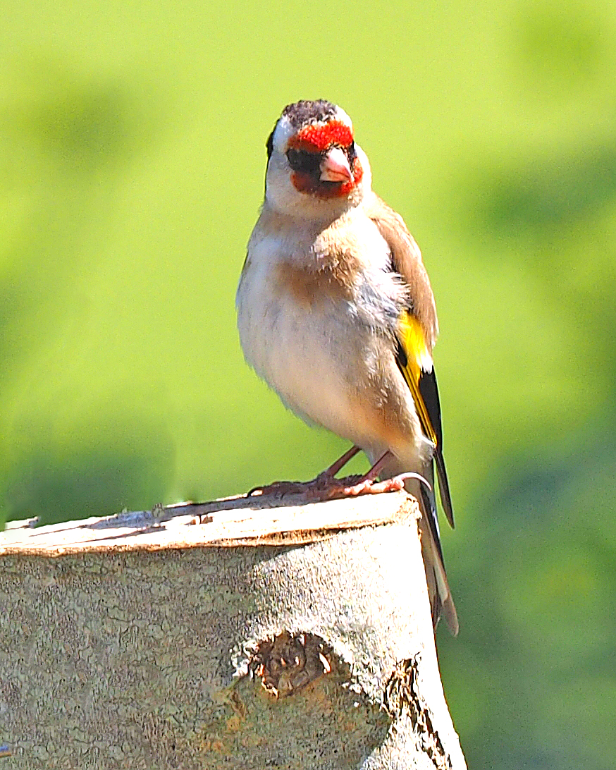 photographer Rosewood  Pix wildlife  photo