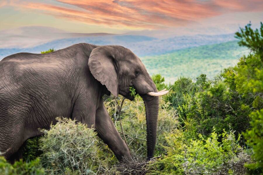 photographer Alex wildlife  photo