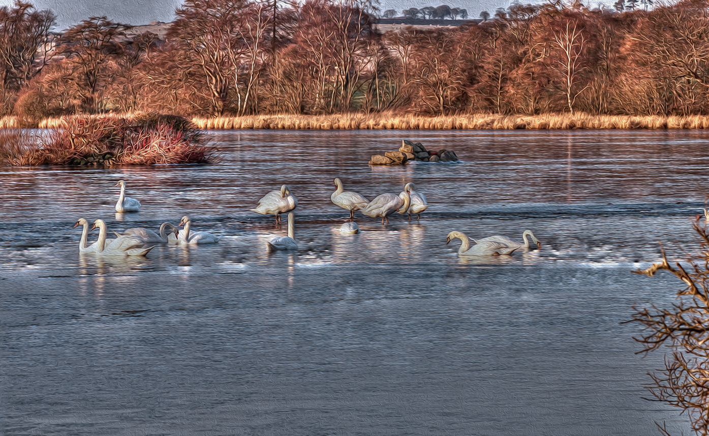 photographer StudioDee wildlife  photo. image at loch of skene all oiled up.