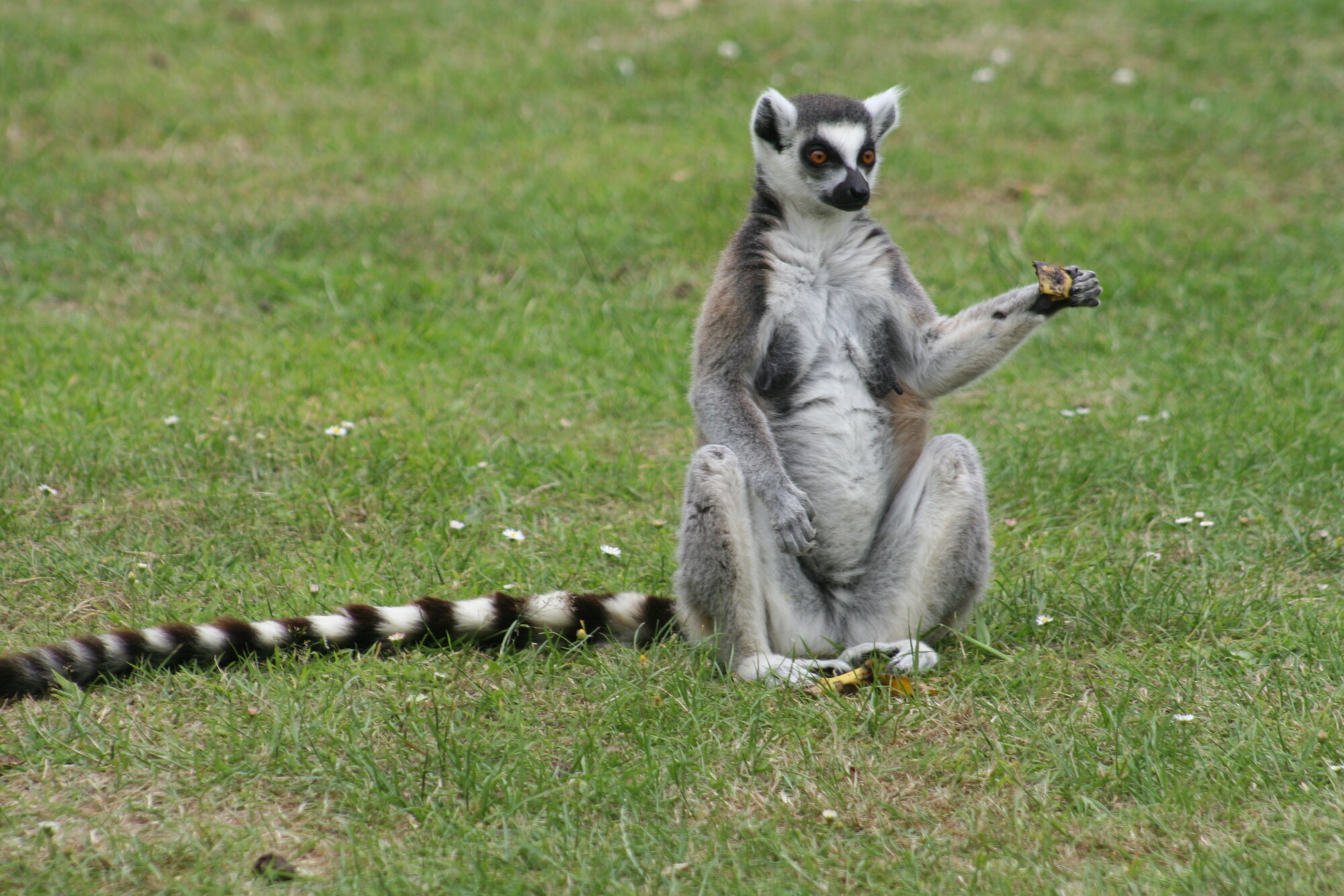 photographer Myddleton wildlife  photo taken at Wingham Wildlife Park