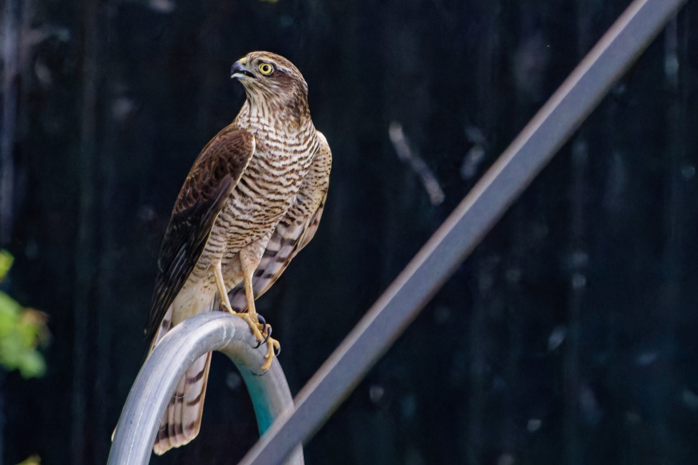 photographer dntphotographs wildlife  photo. juvenile female sparrowhawk after a failed attack.