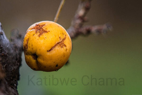 photographer Katibwe Chama macro  photo taken at Valley Park, Newtownabbey, Northern ireland