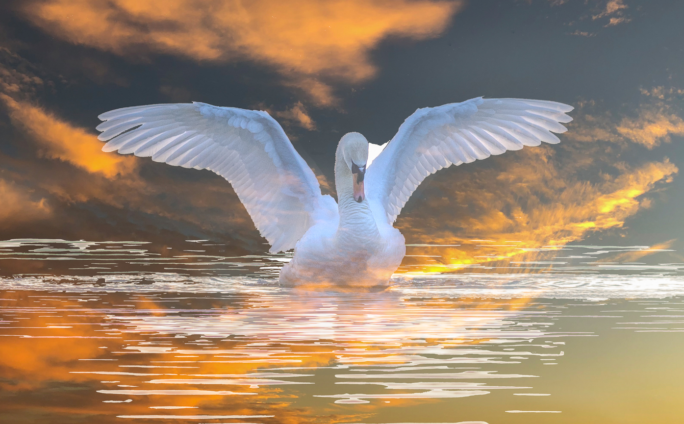 photographer StudioDee wildlife modelling photo. a swan on loch of skene  a bit of ps.
