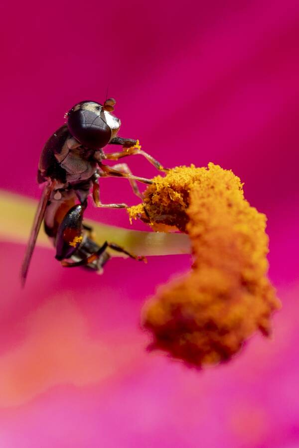 photographer The Opportunist uncategorized  photo