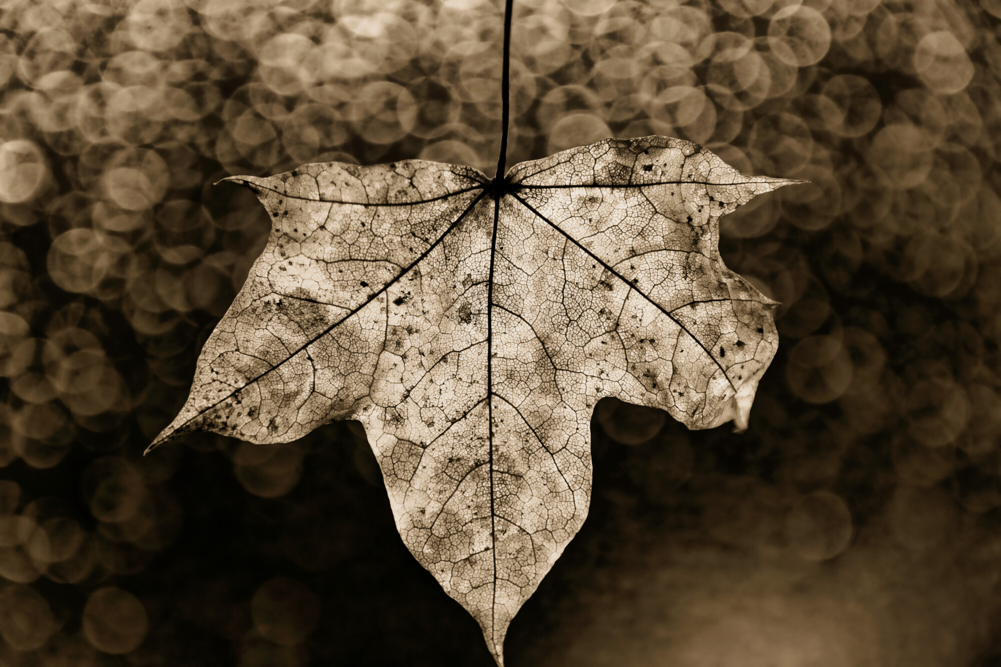 photographer dntphotographs macro  photo