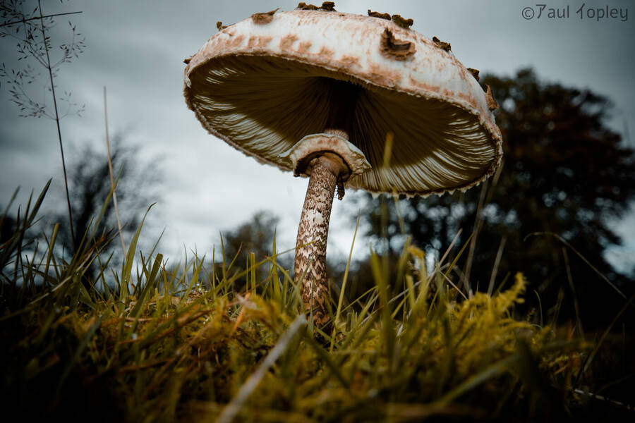photographer Topz wildlife  photo