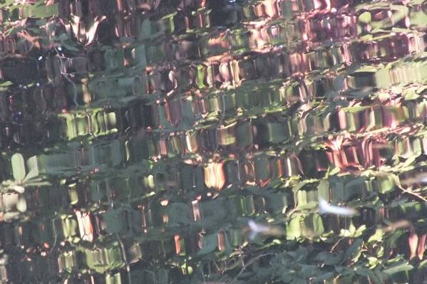 photographer Bitten by the Bug abstract  photo
