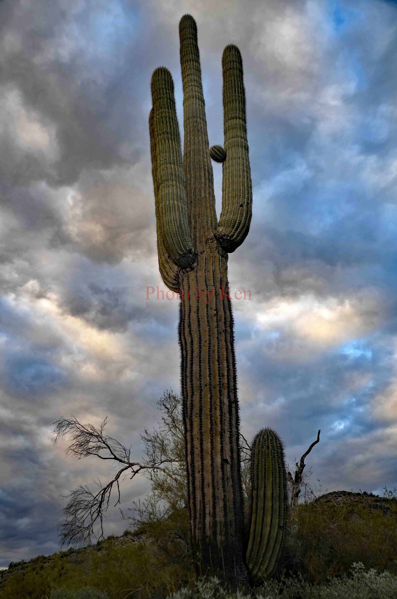 photographer Photos by Ken landscape  photo taken at Scottsdale, AZ