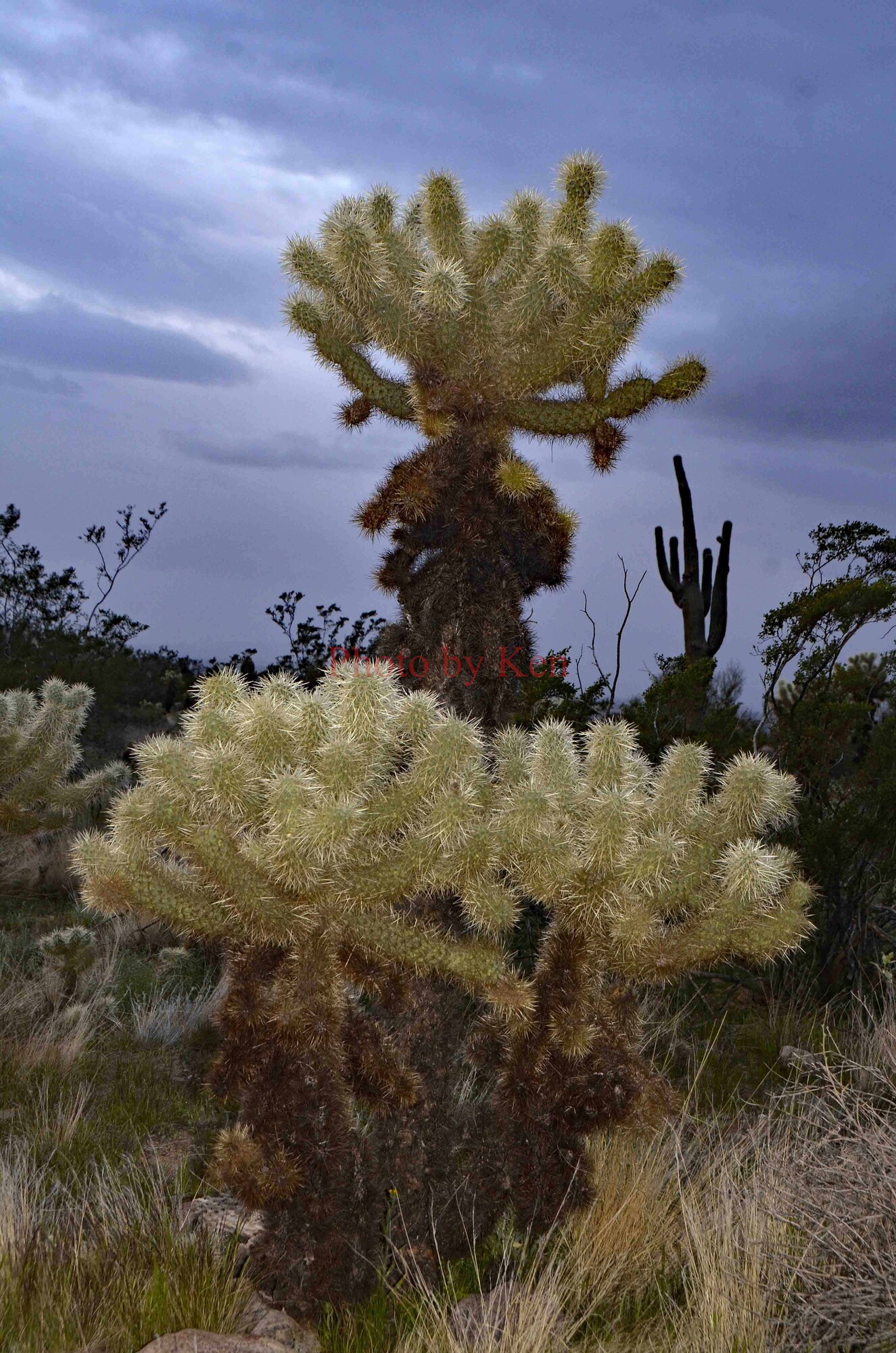 photographer Photos by Ken landscape  photo taken at Scottsdale, AZ