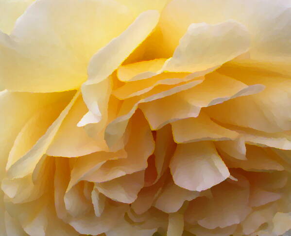 photographer photoarti macro  photo