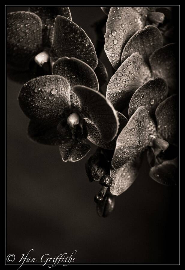 photographer Griff fine art  photo