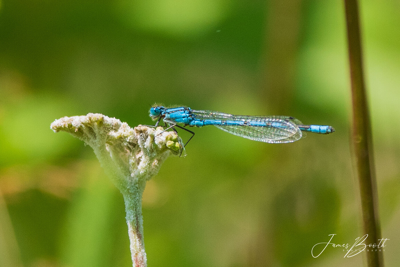 photographer James71 wildlife  photo