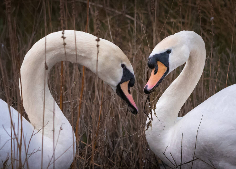photographer Wilsonfotografie wildlife  photo