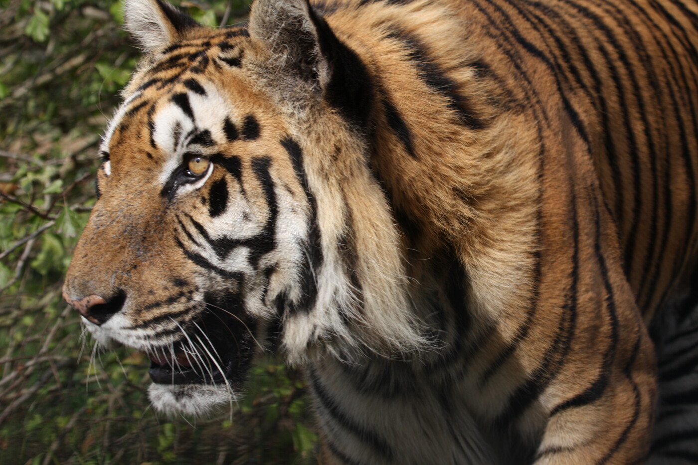 photographer CumbriaTog wildlife  photo