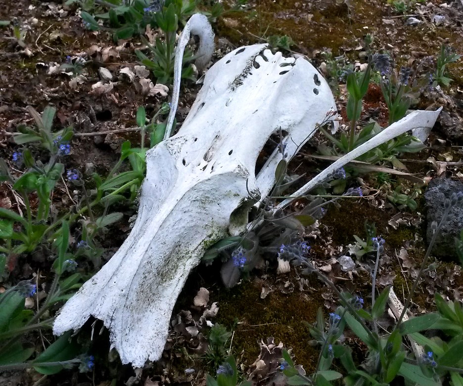 photographer DamoTogYP wildlife  photo. does anybody know what this was ha ha  i looked up many a skull but cannot find this the bone detail top centre of the skull is art .