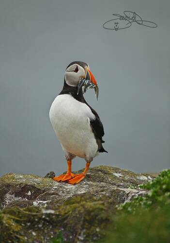 photographer DJPPhotography wildlife modelling photo taken at Farne Isles