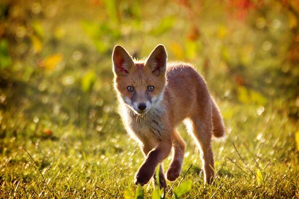 photographer The Opportunist wildlife photo