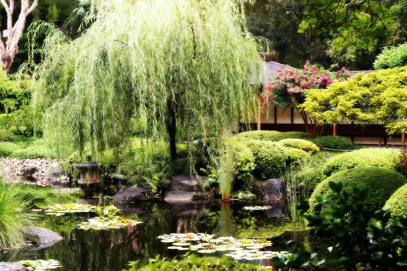 photographer BFTP landscape  photo taken at Japanese Gardens , Brisbane