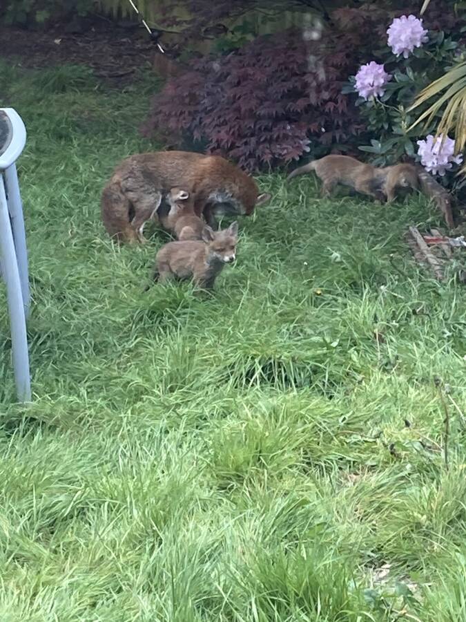 photographer Sussex Amateur wildlife  photo taken at Home