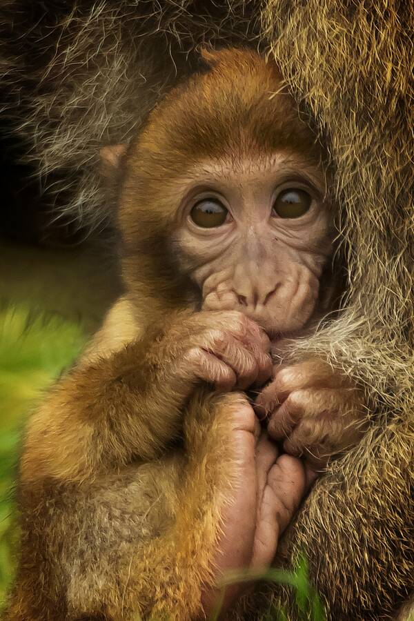 photographer The Opportunist wildlife modelling photo
