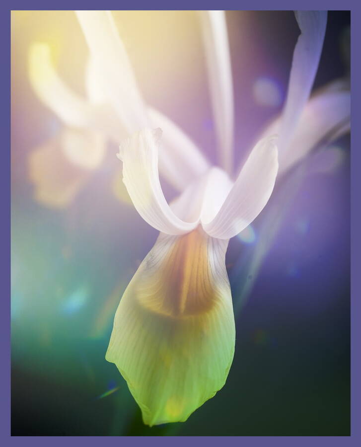 photographer  fine art  photo
