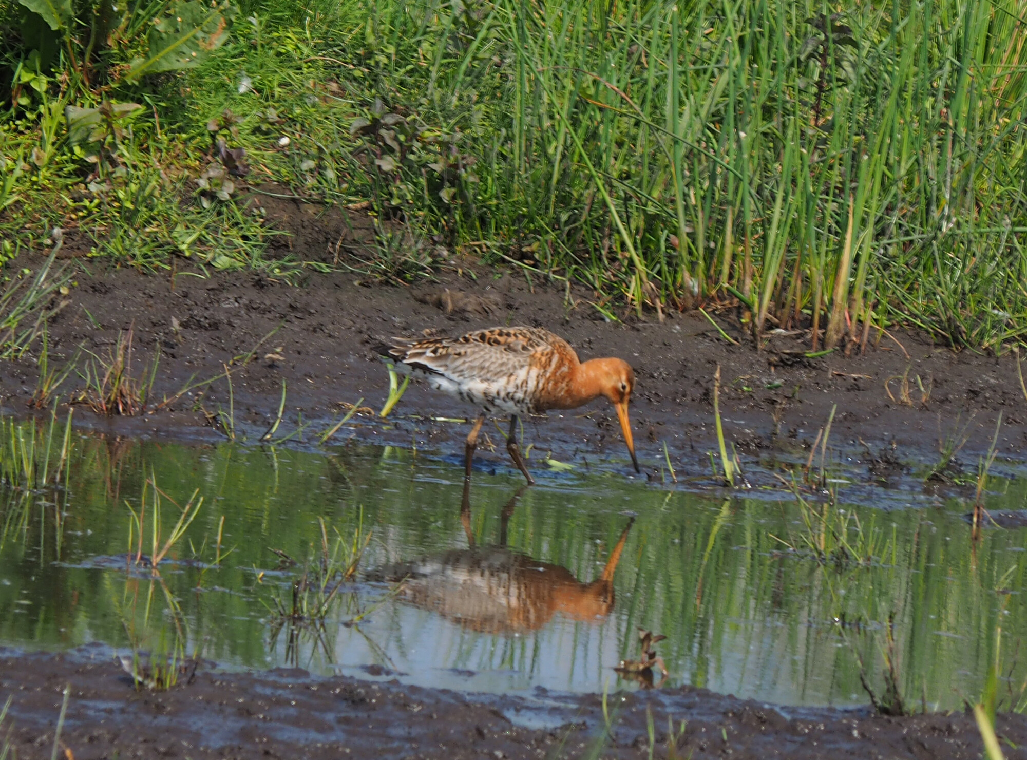 photographer Rosewood  Pix wildlife  photo