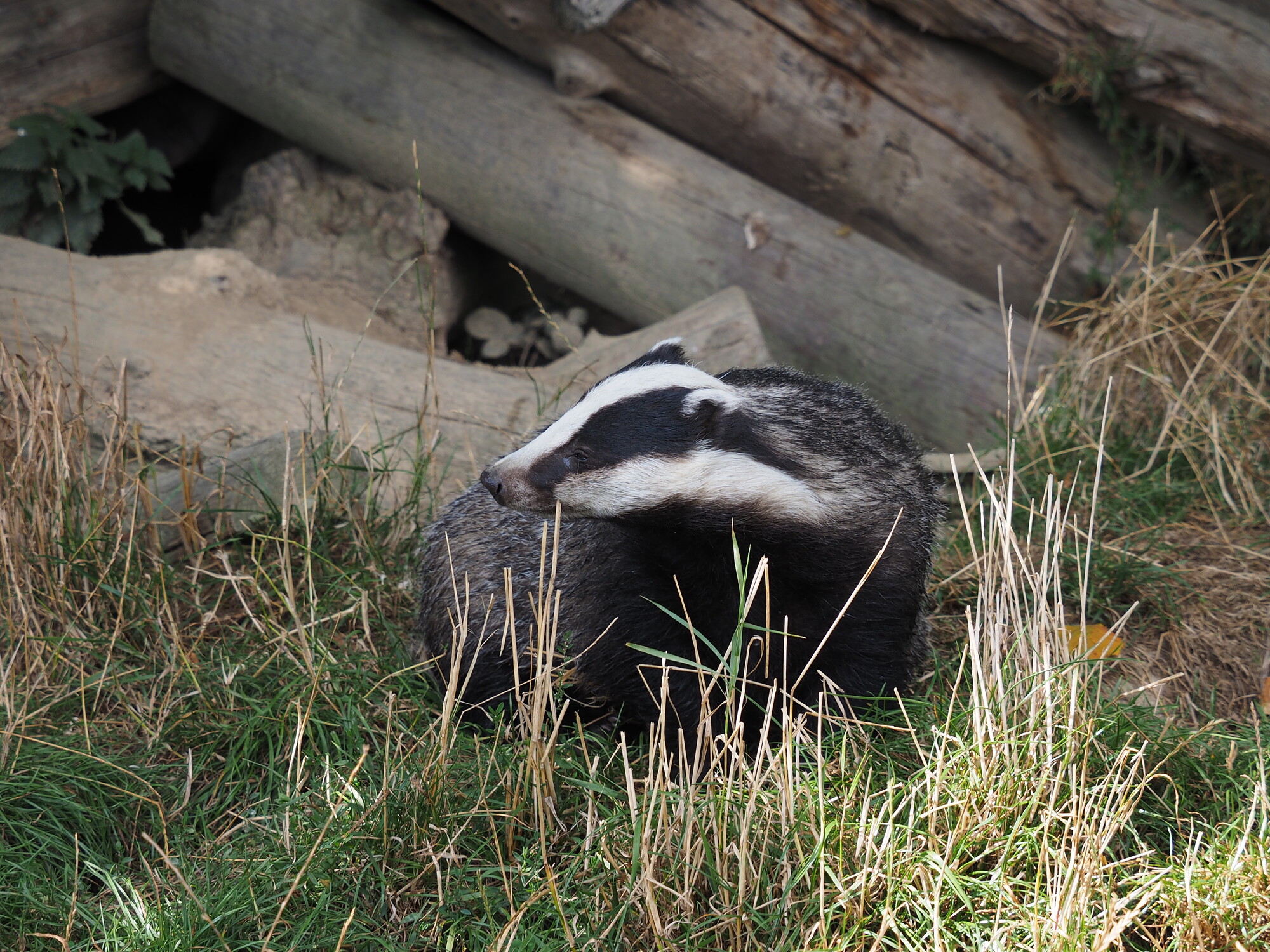 photographer Rosewood  Pix wildlife  photo