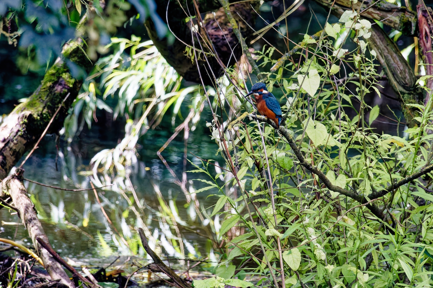 photographer dntphotographs wildlife  photo. kingfisher perched waiting for supper to swim passed.