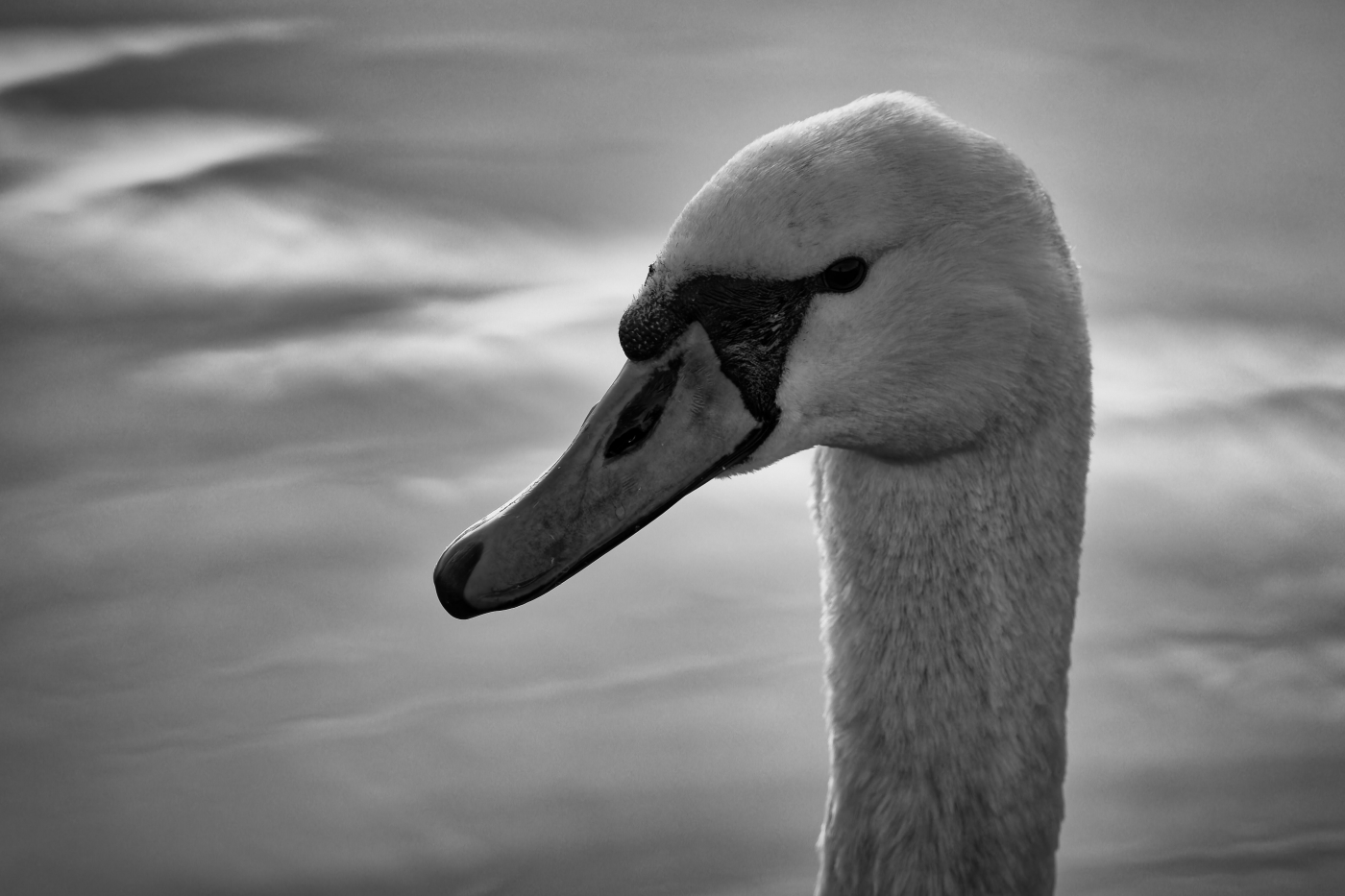 photographer dntphotographs wildlife  photo. black and white headshot of a mute swan.