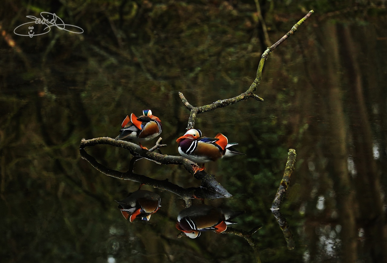 photographer DJPPhotography wildlife  photo taken at Rivelin Valley, Sheffield