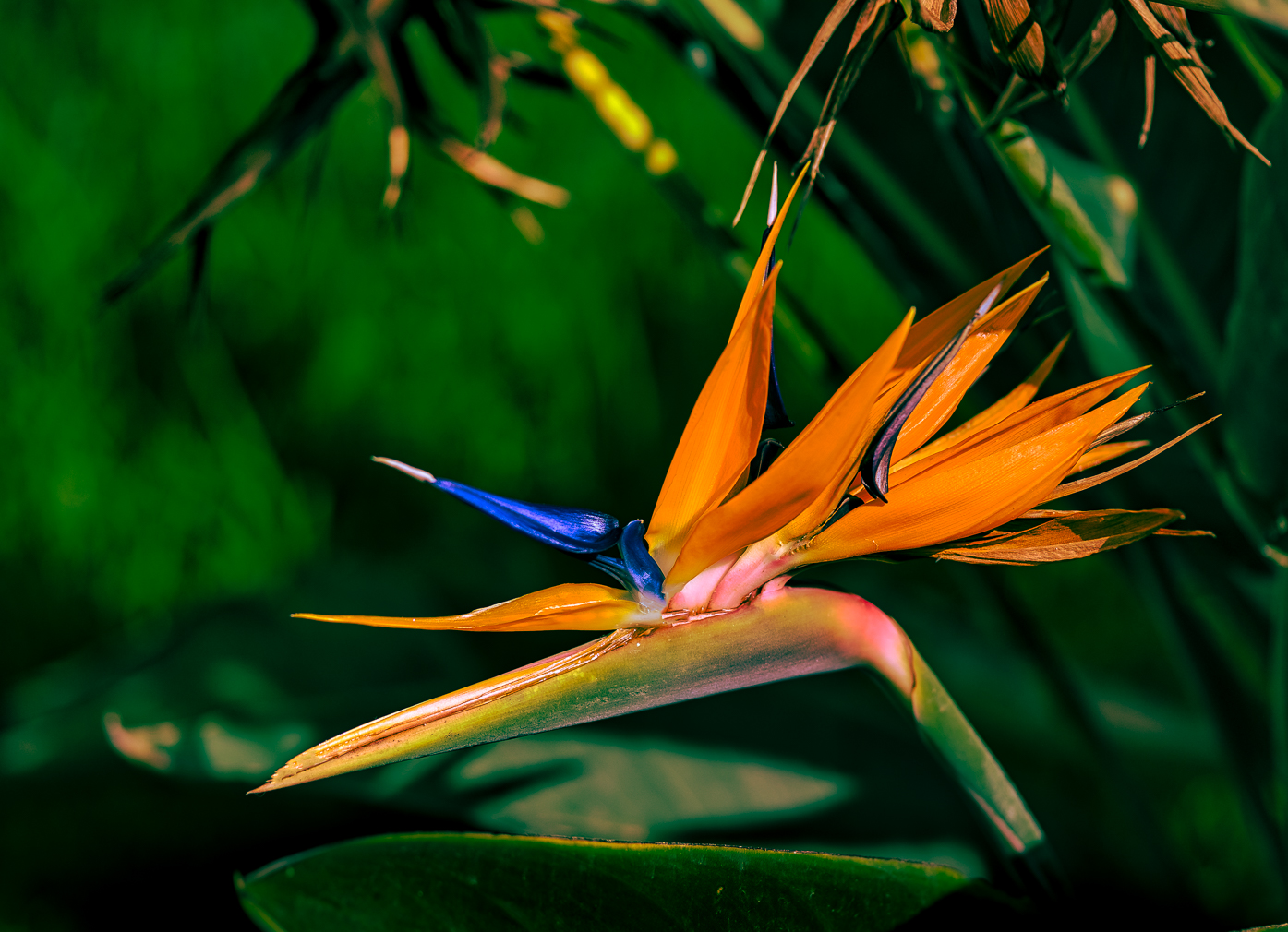 photographer StudioDee still life modelling photo. strelitzia bird of paradise flower.