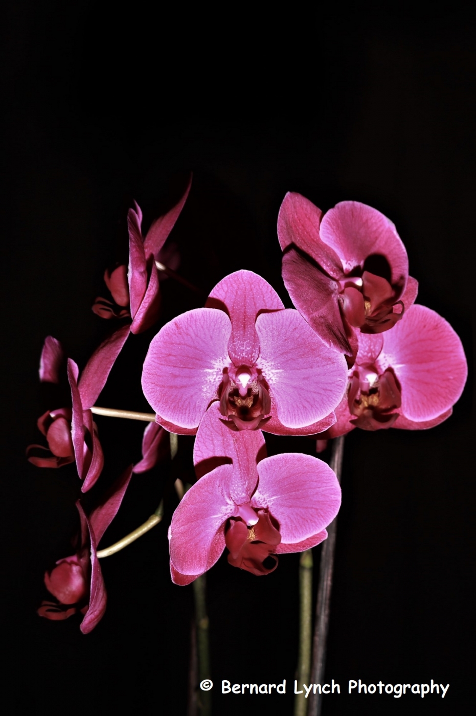 photographer Bernard Lynch fine art  photo