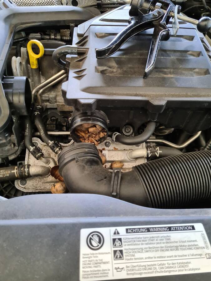 photographer JFC Images uncategorized  photo. how a rogue squirrel used my vw air filter as a storage for its acorns.