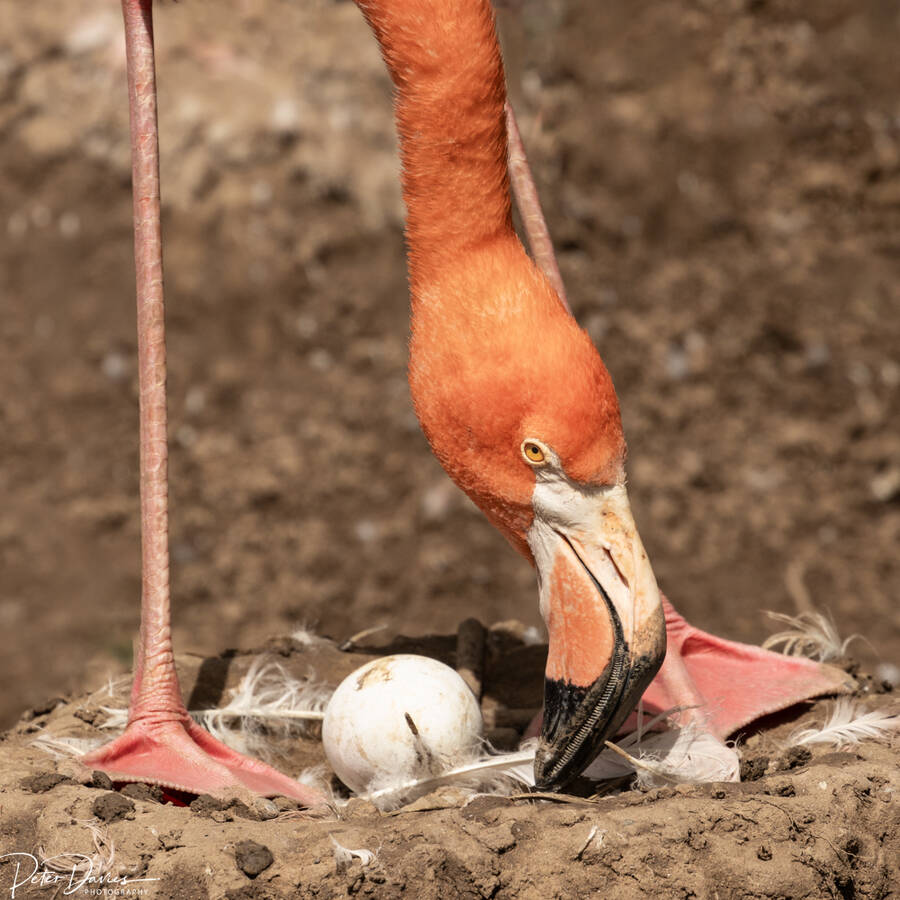 photographer Peter Davies wildlife  photo. a flamingo turning her egg.
