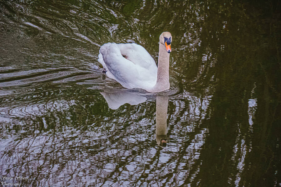 photographer  wildlife  photo taken at Beeston, Nottingham.
