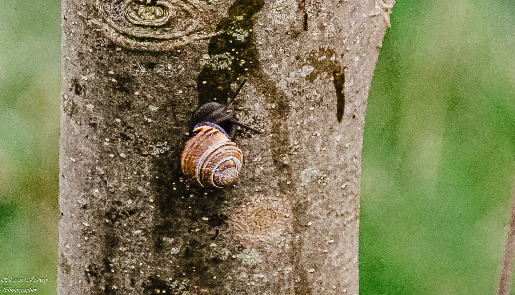 photographer  wildlife  photo taken at Beeston Rylands