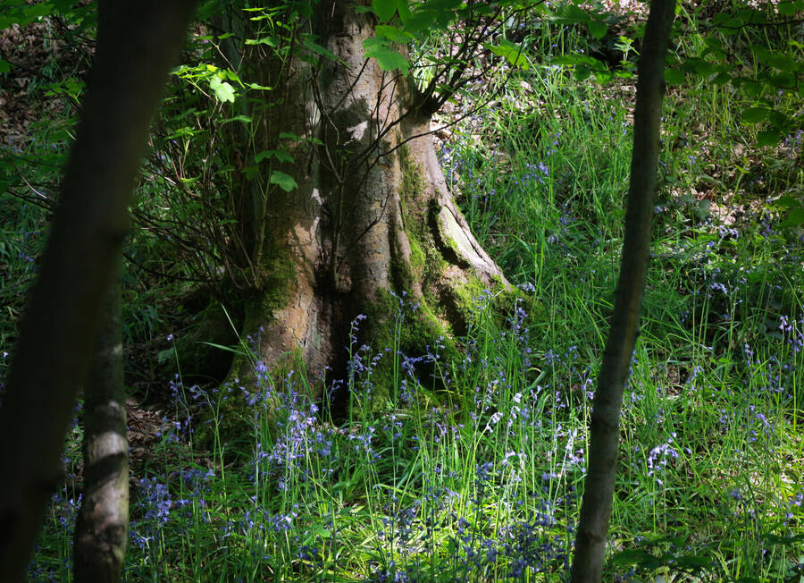 photographer Autofocus uncategorized  photo taken at Molicar Woods