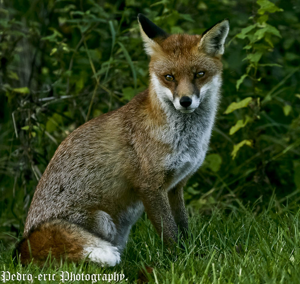 photographer pedroeric wildlife  photo