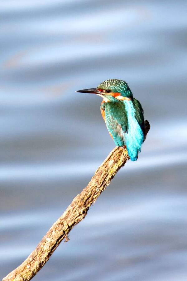 digital artist maisart uncategorized  photo