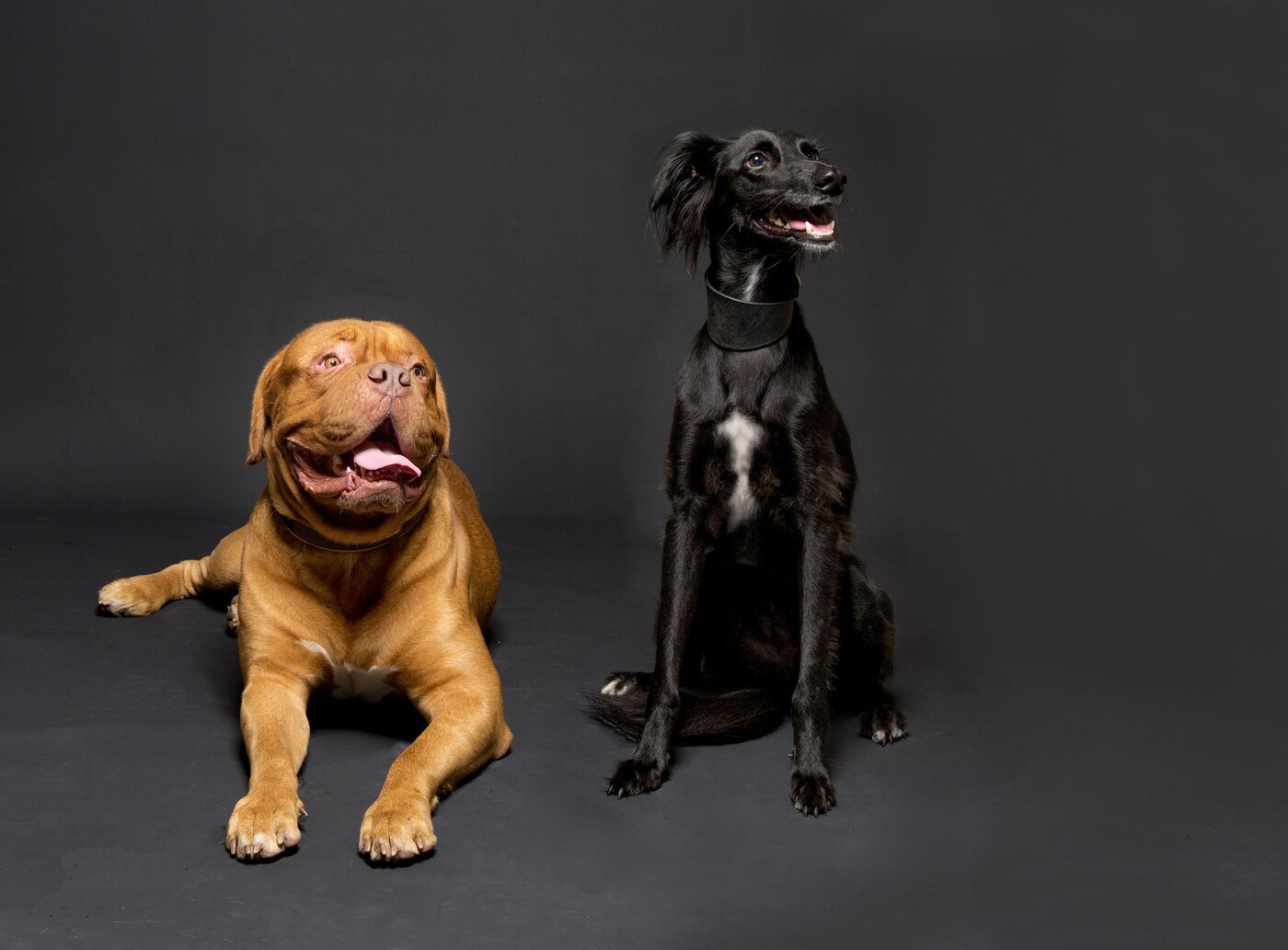 photographer StudioDee dogs  photo. a couple of the better looking models we have had in the studio.