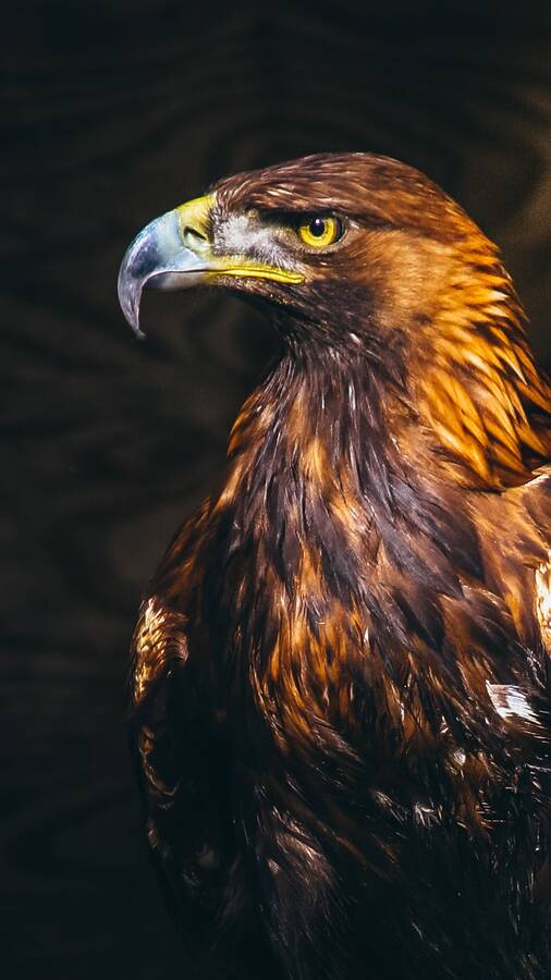photographer Gabriel Burns wildlife  photo