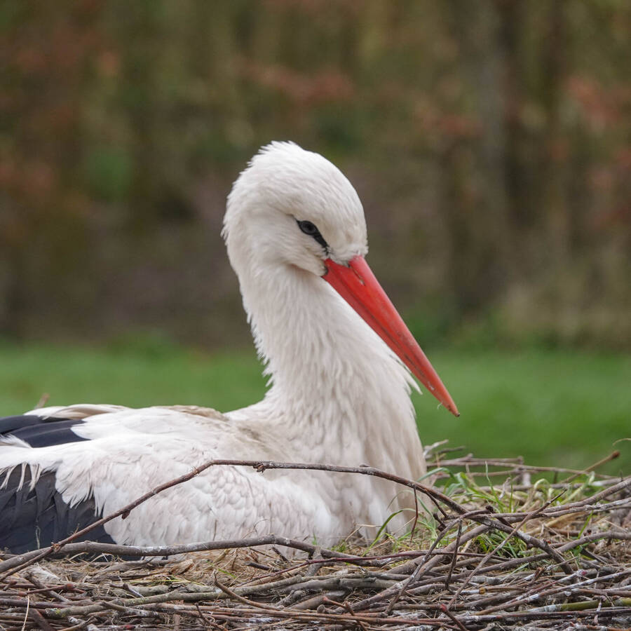photographer Jan van Dijk uncategorized  photo