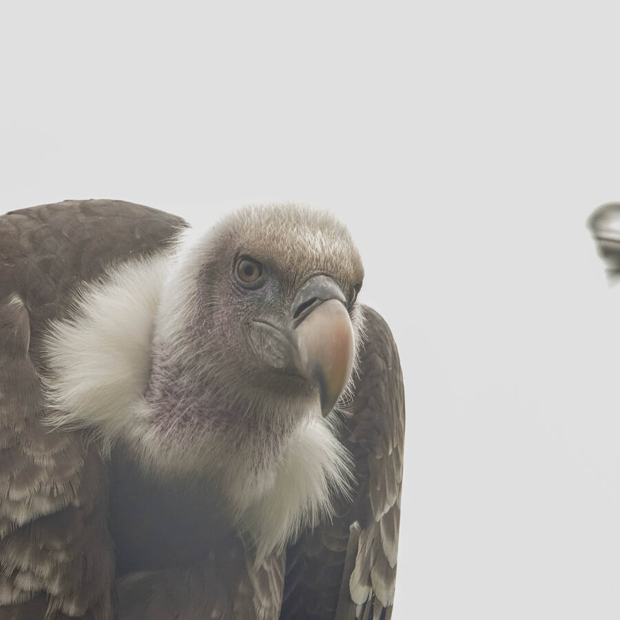 photographer Jan van Dijk uncategorized  photo