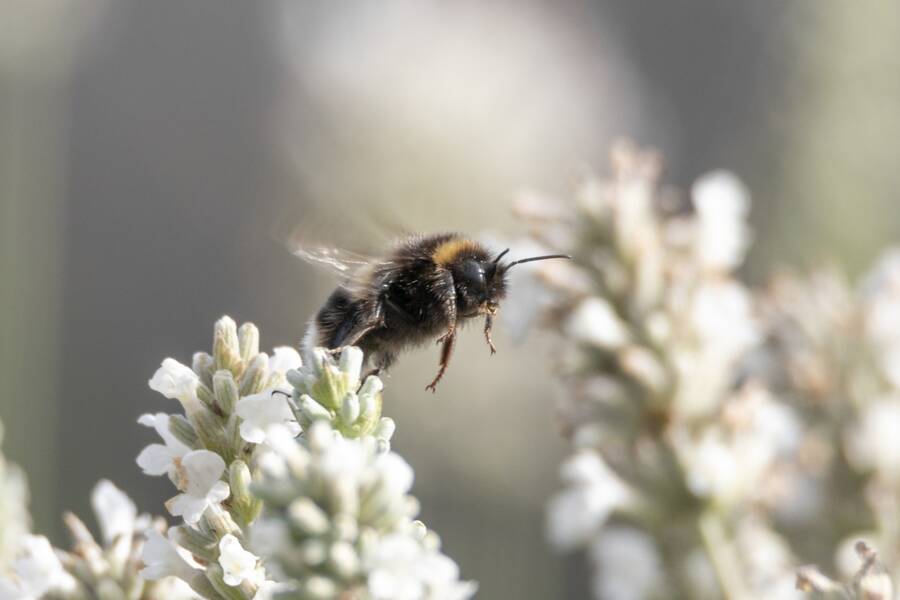 photographer The Opportunist uncategorized  photo