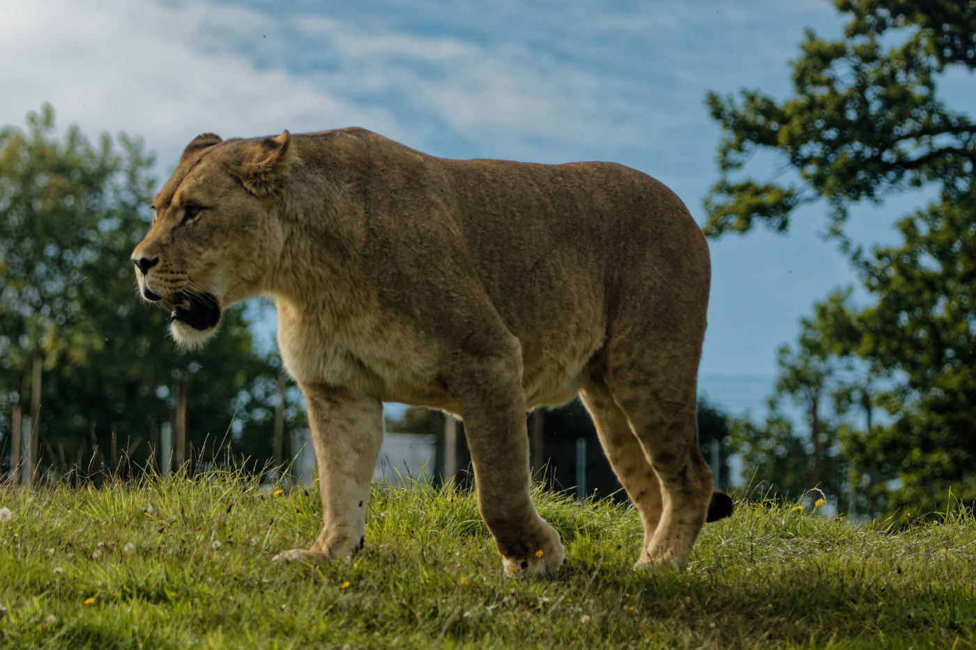 photographer dntphotographs wildlife  photo. lioness on the prowl for food.