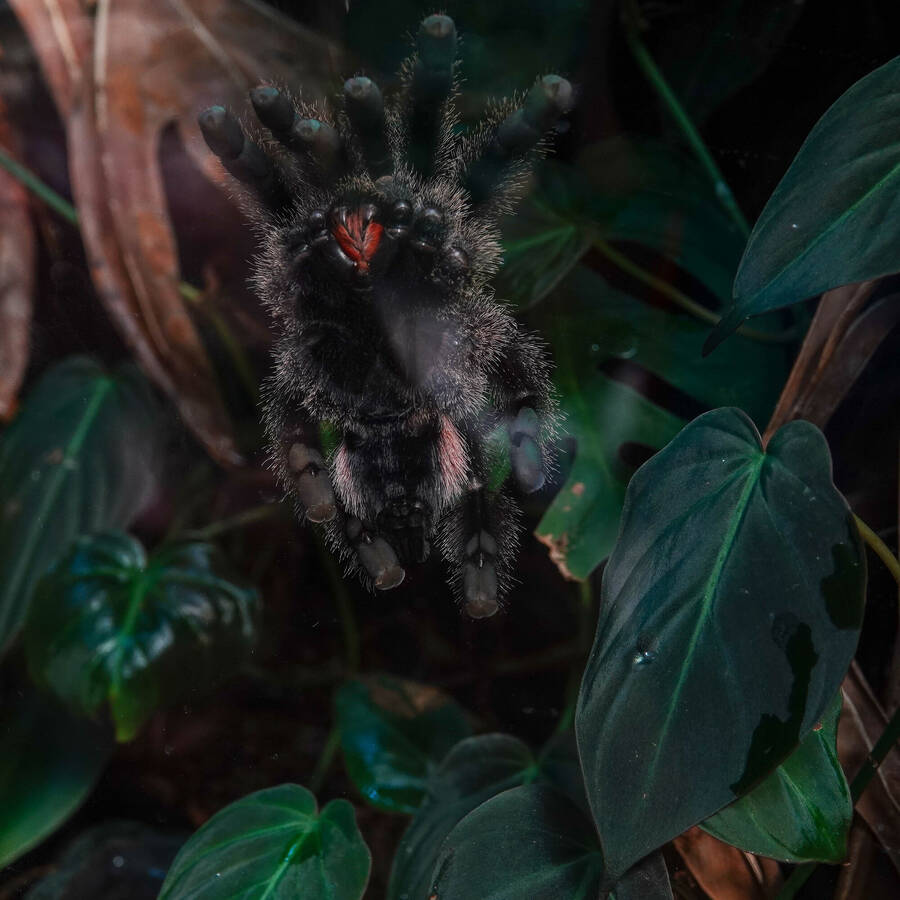 photographer Jan van Dijk uncategorized  photo