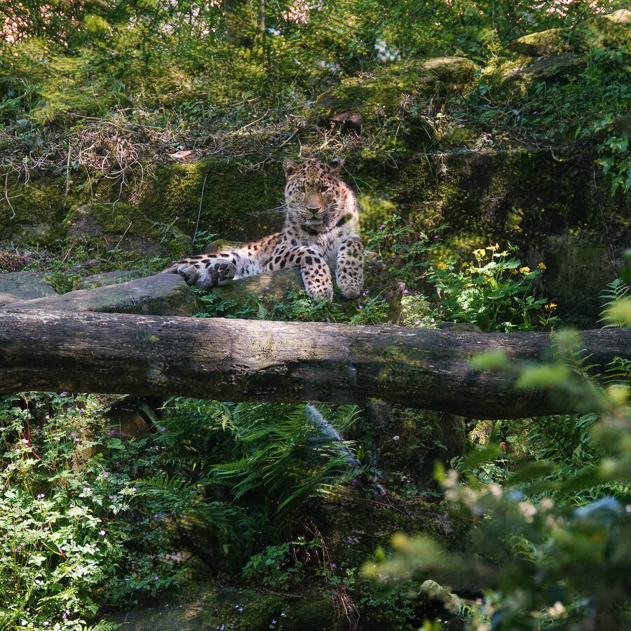 photographer Jan van Dijk uncategorized  photo