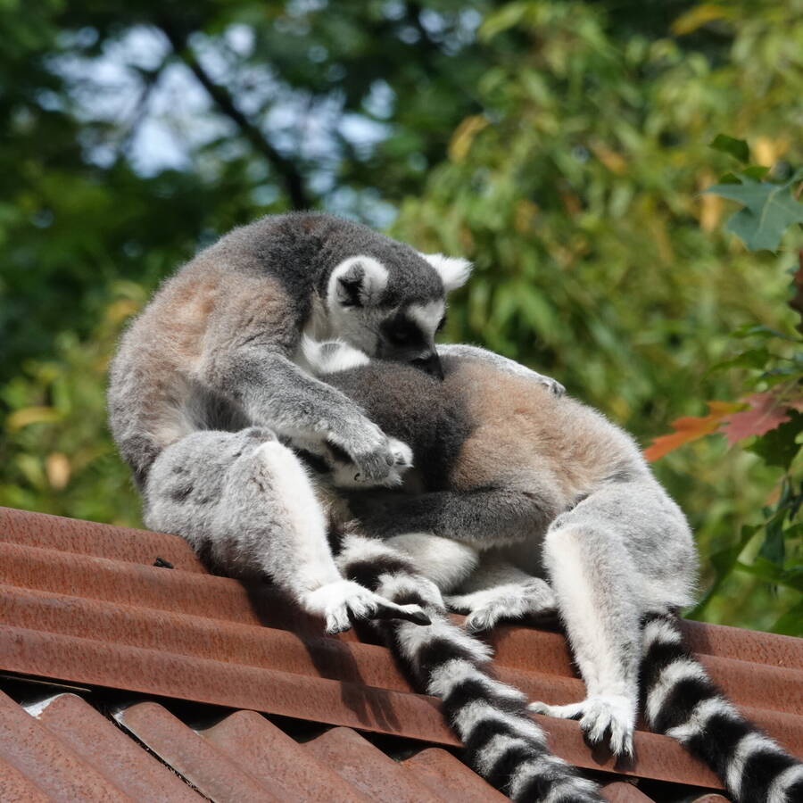 photographer Jan van Dijk uncategorized  photo