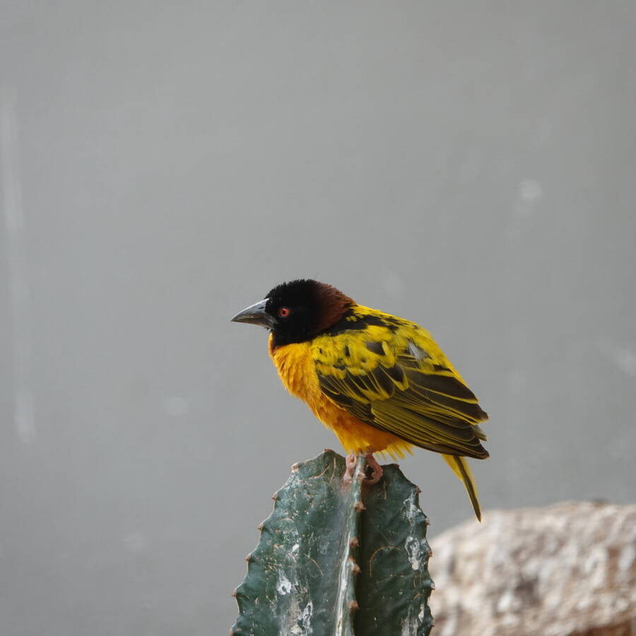 photographer Jan van Dijk uncategorized  photo