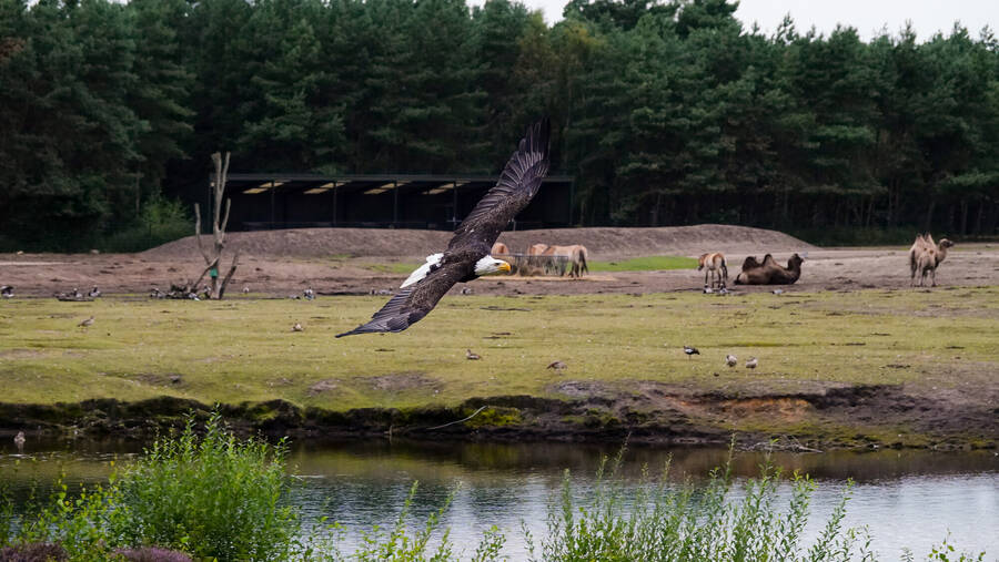 photographer Jan van Dijk uncategorized  photo